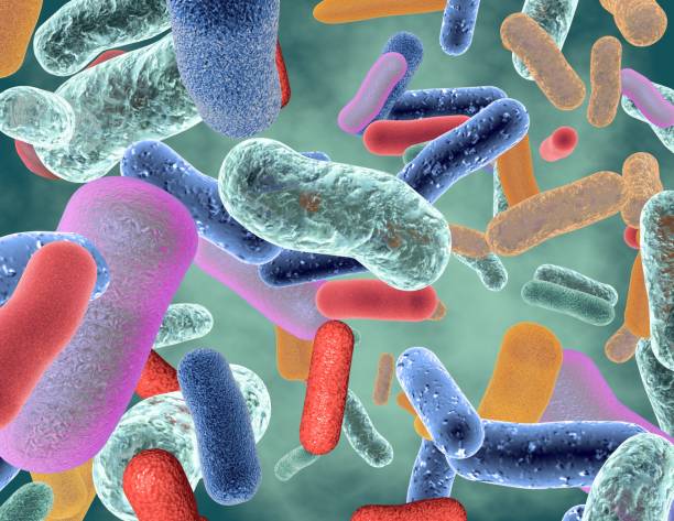 Importanza del microbiota intestinale